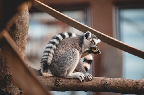Free Close-Up Shot of a Lemur on a Tree Branch Stock Photo