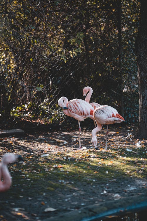 Free Flock of Flamingos on the Ground Stock Photo