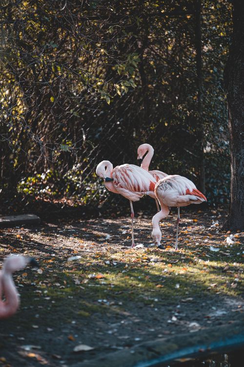 Free A group of flamingos standing outdoors in a natural habitat, showcasing vibrant pink feathers. Stock Photo