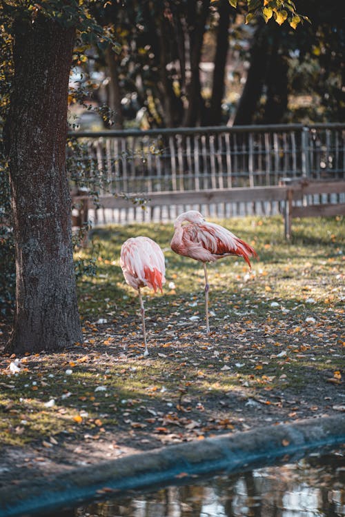 Kostenloses Stock Foto zu feld, flamingos, tierfotografie