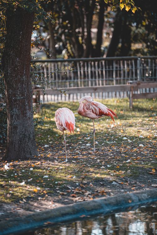 Free Two flamingos resting near a tree in a zoo setting during the day. Stock Photo
