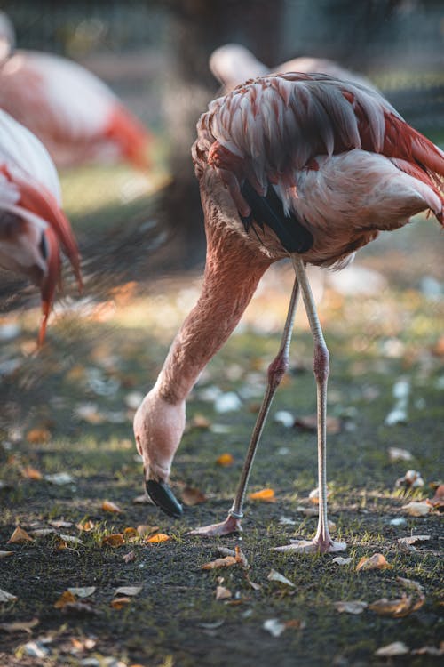 Kostenloses Stock Foto zu feld, flamingos, nahansicht