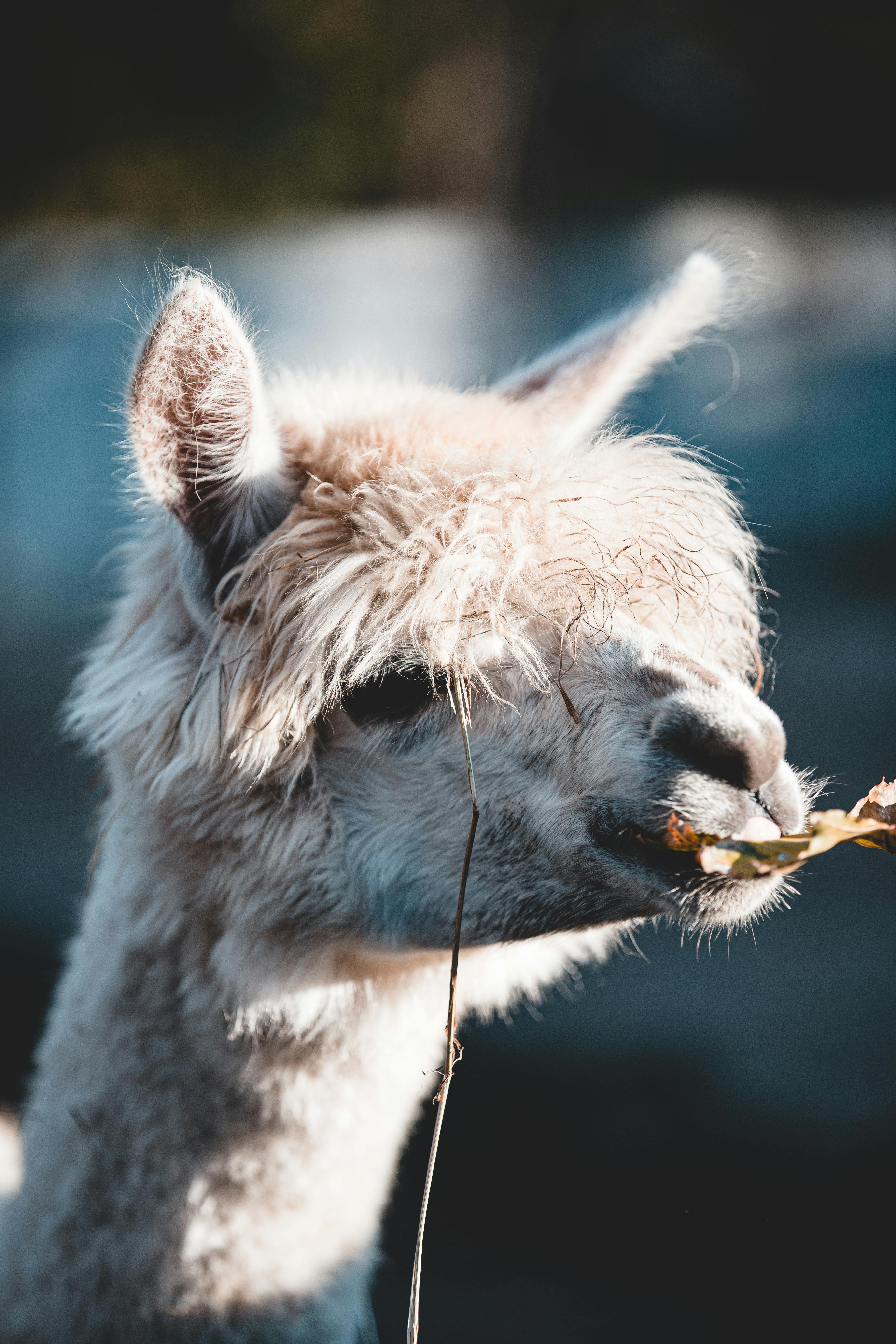 CloseUp Shot of a Llama Eating a Leaf · Free Stock Photo