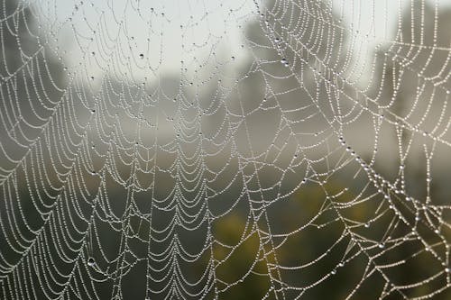 Shallow Focus Photo of Web