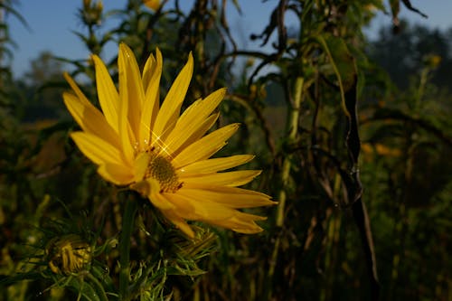 Free stock photo of flower, heliopsis helianthoides, ox eye sunflower