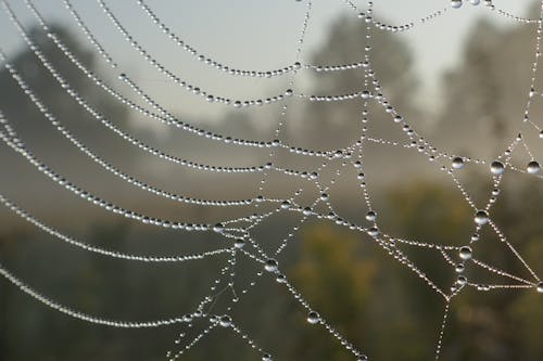 Free stock photo of dew, fog, spiderweb