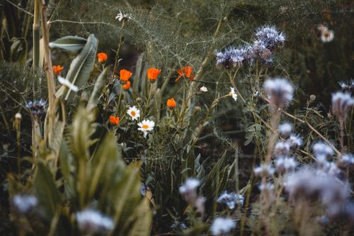 Free A serene garden scene with colorful wildflowers in bloom, showcasing nature's beauty. Stock Photo