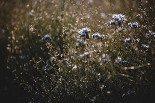 Free A tranquil scene of wildflowers in full bloom during sunset, capturing nature's delicate beauty. Stock Photo