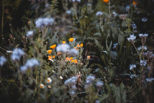Free A serene scene of wildflowers blooming in a natural outdoor setting, showcasing vibrant colors and peaceful mood. Stock Photo