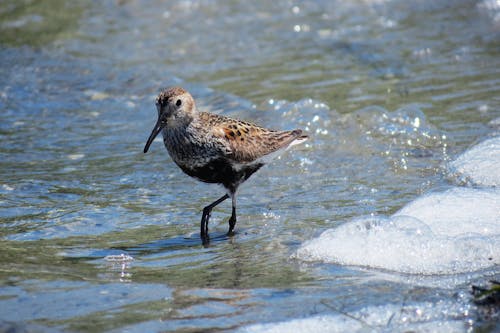 Free Brown and Black Bird on Water in Close Up Photography Stock Photo