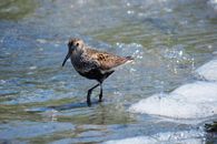 Brown and Black Bird on Water in Close Up Photography
