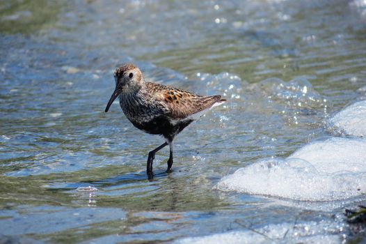 Brown and Black Bird on Water in Close Up Photography
