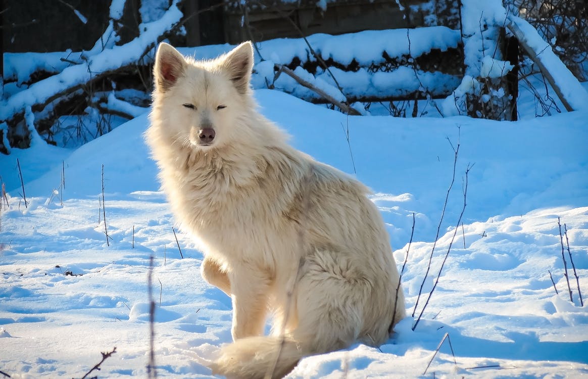 white wolf in the snow