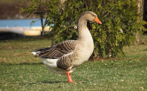 A Goose on a Grassy Field