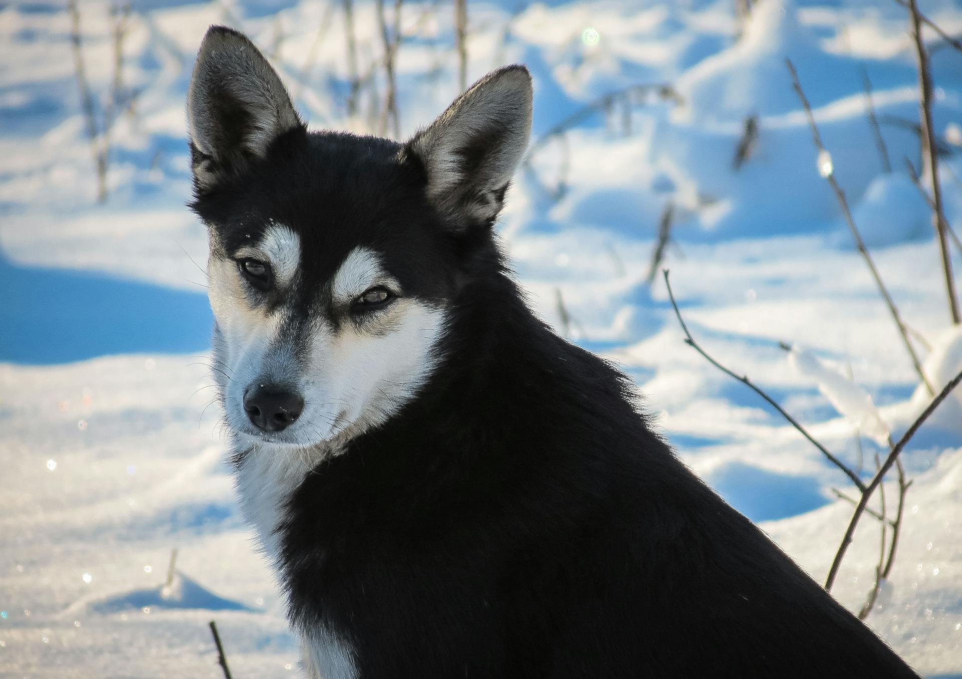 Närbild av en eskimohund