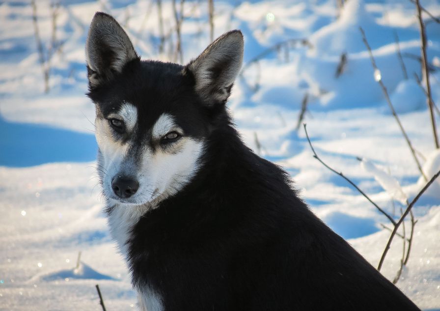Meet the Northern Inuit Dog: Origins, Traits, and Care