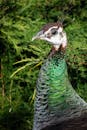 Close-Up Shot of a Peacock