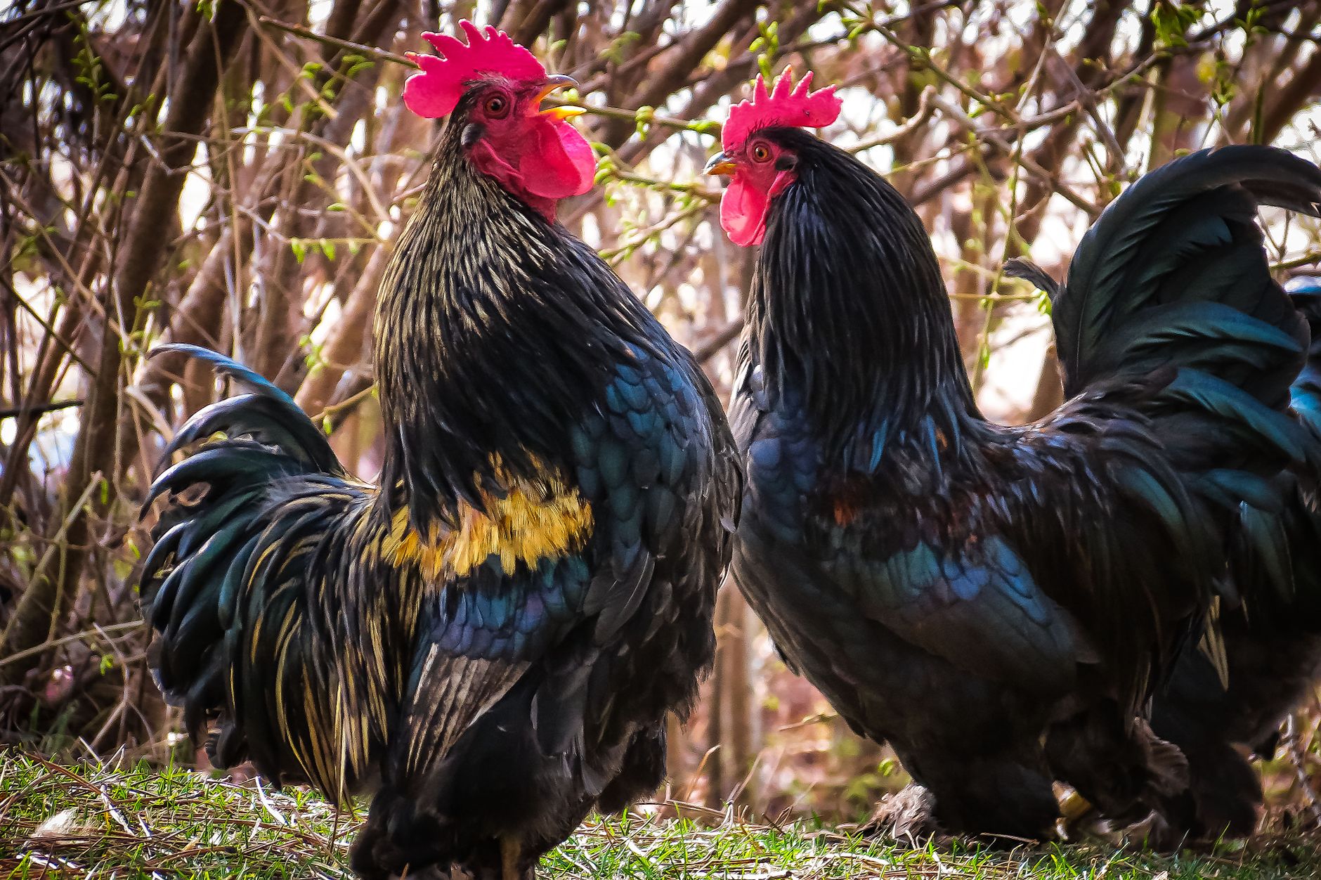 Close-up of two vibrant black roosters in a natural rural setting with lush foliage.