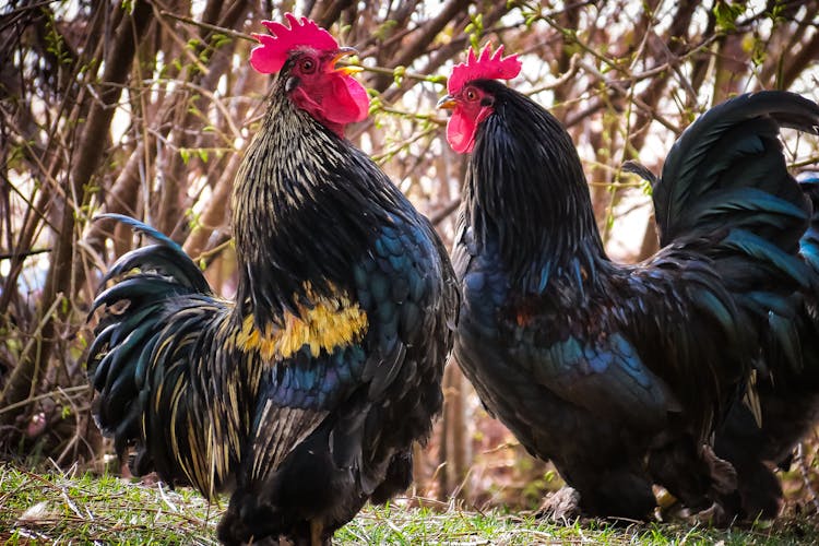 Roosters On Green Grass Field