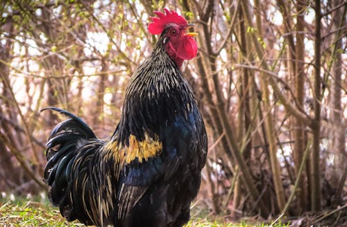 Black and Brown Rooster on Grass