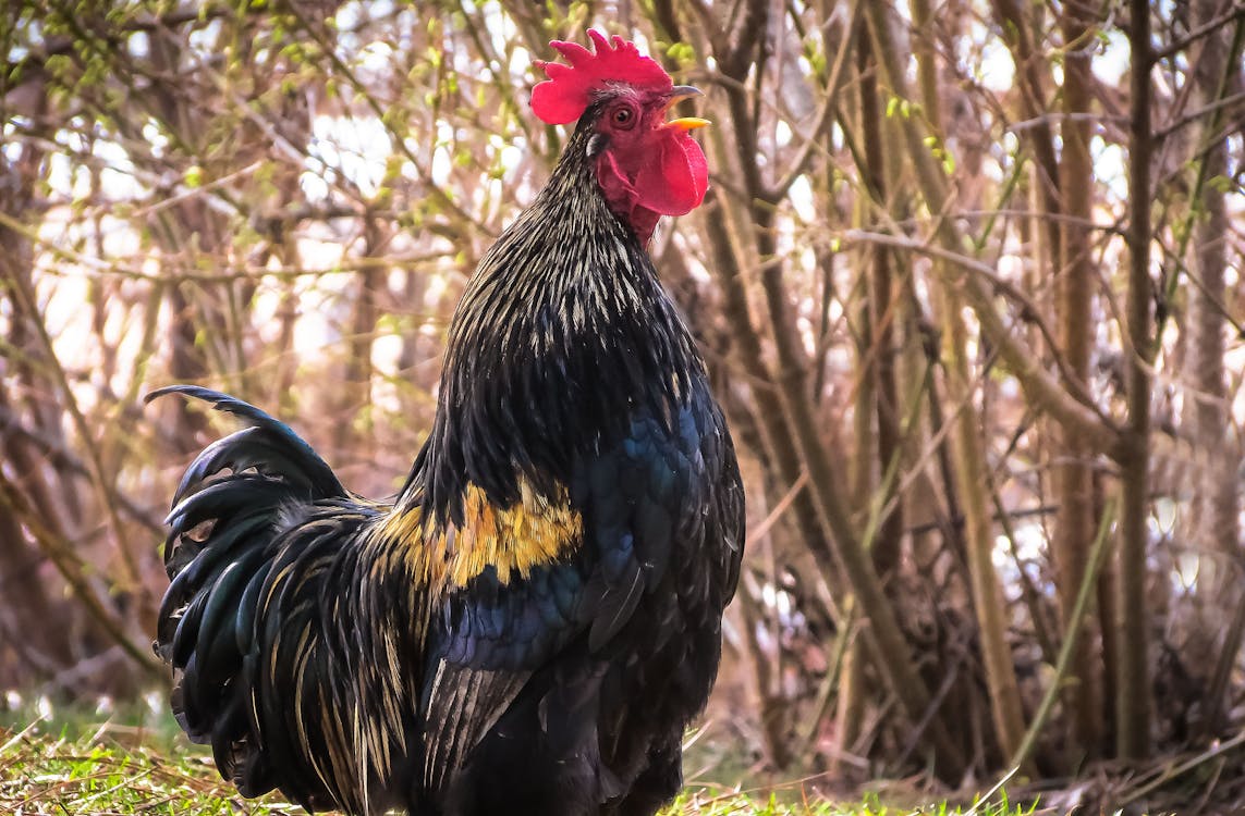 Black and Brown Rooster on Grass