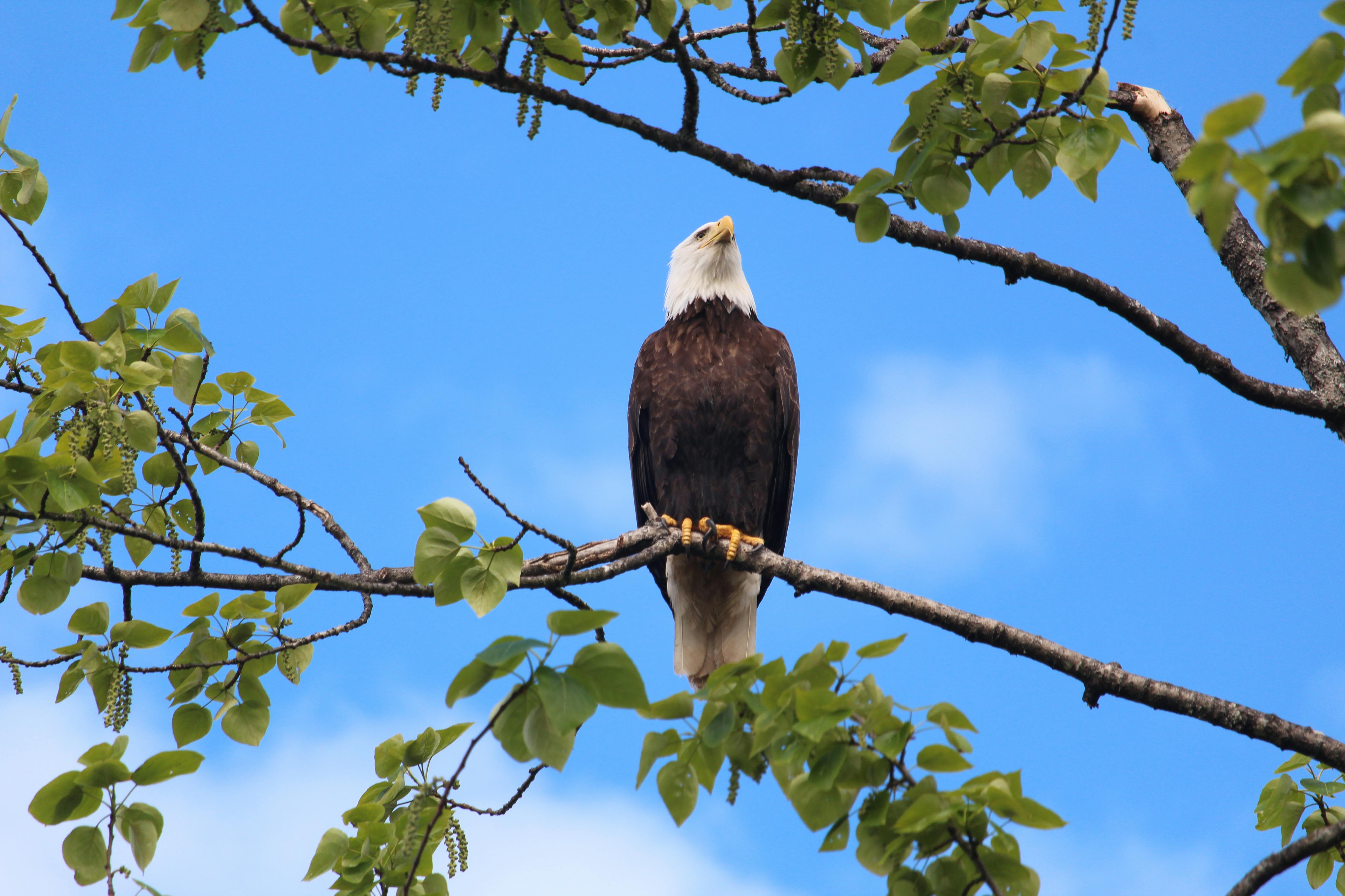 Bald Eagle Flying Under Blue Sky During Daytime · Free Stock Photo