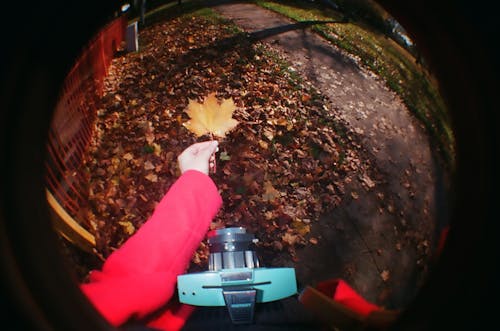 Darmowe zdjęcie z galerii z aparat, jesień, liść klonu