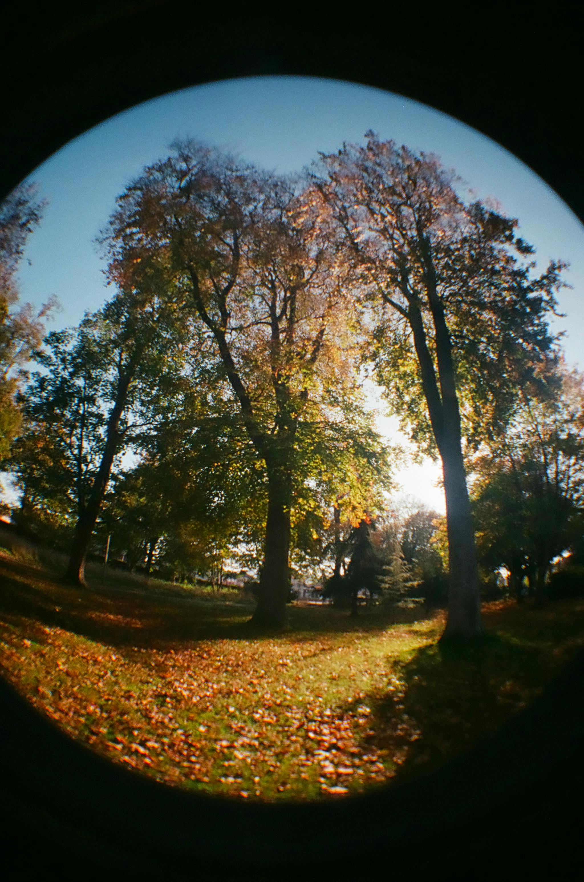 Capture of tall autumn trees in a park using a fisheye lens, showcasing fallen leaves on the ground.