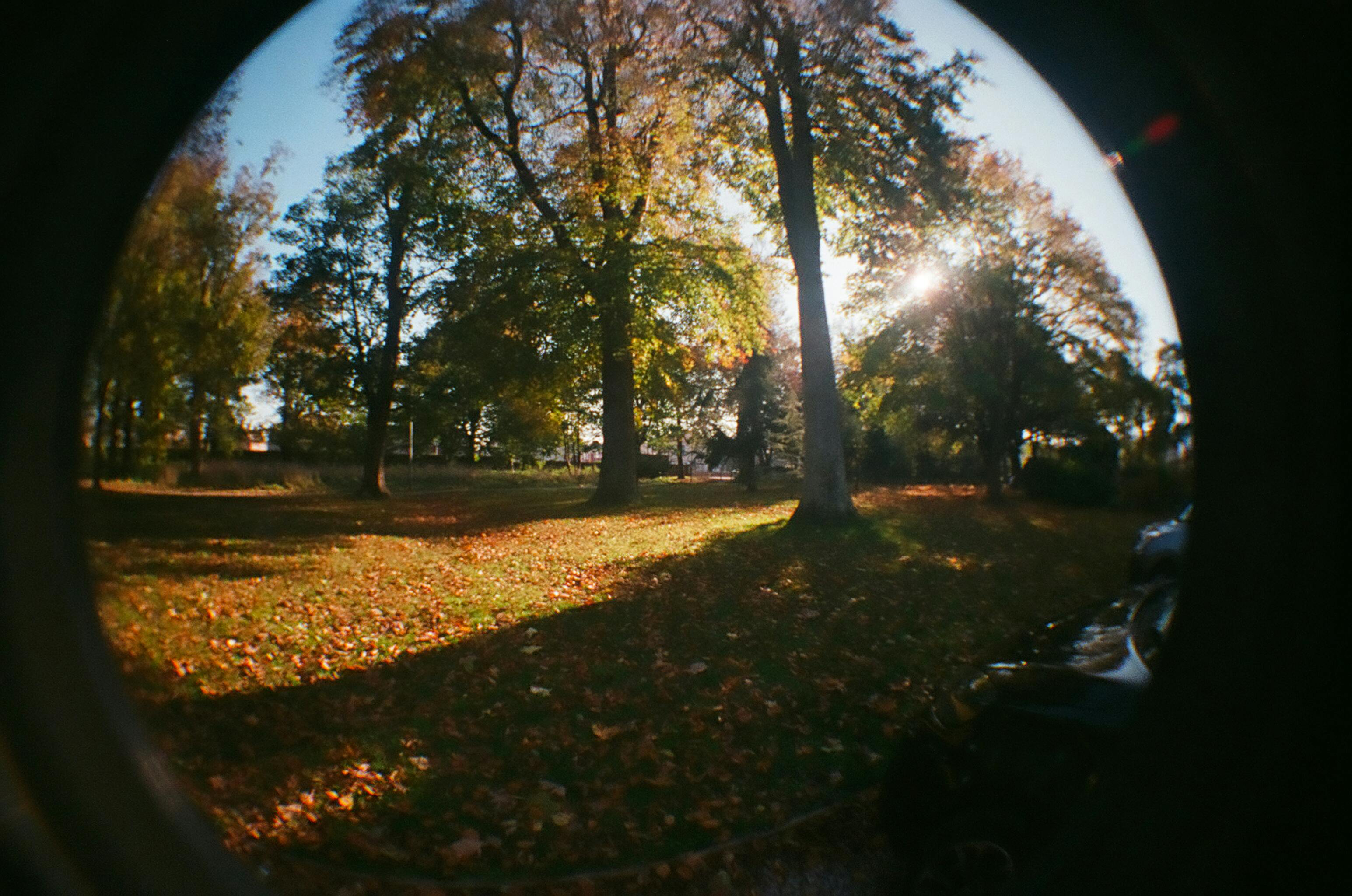 Beautiful fisheye view of a sunlit forest in autumn, showcasing vibrant foliage.