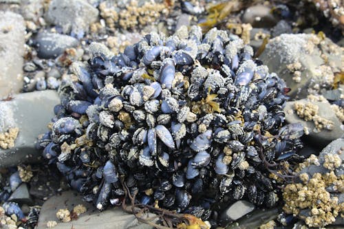 Free Blue Shellfish on the Rock Stock Photo