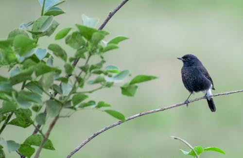 Small black bird sitting on thin twig of bush