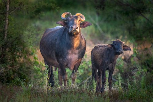 Free Wild Cape buffalo with calf standing in green terrain Stock Photo
