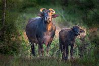 Wild Cape buffalo with calf standing in green terrain