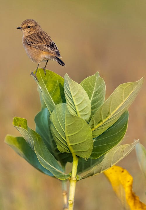 Small bird perching on green leaf