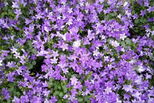 Free stock photo of nature Stock Photo