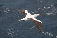 A vibrant seabird gracefully gliding over the deep blue ocean. Perfect for wildlife enthusiasts.