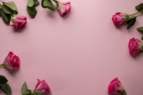 Free Top view of fresh roses arranged on pink background for romantic occasion concept Stock Photo