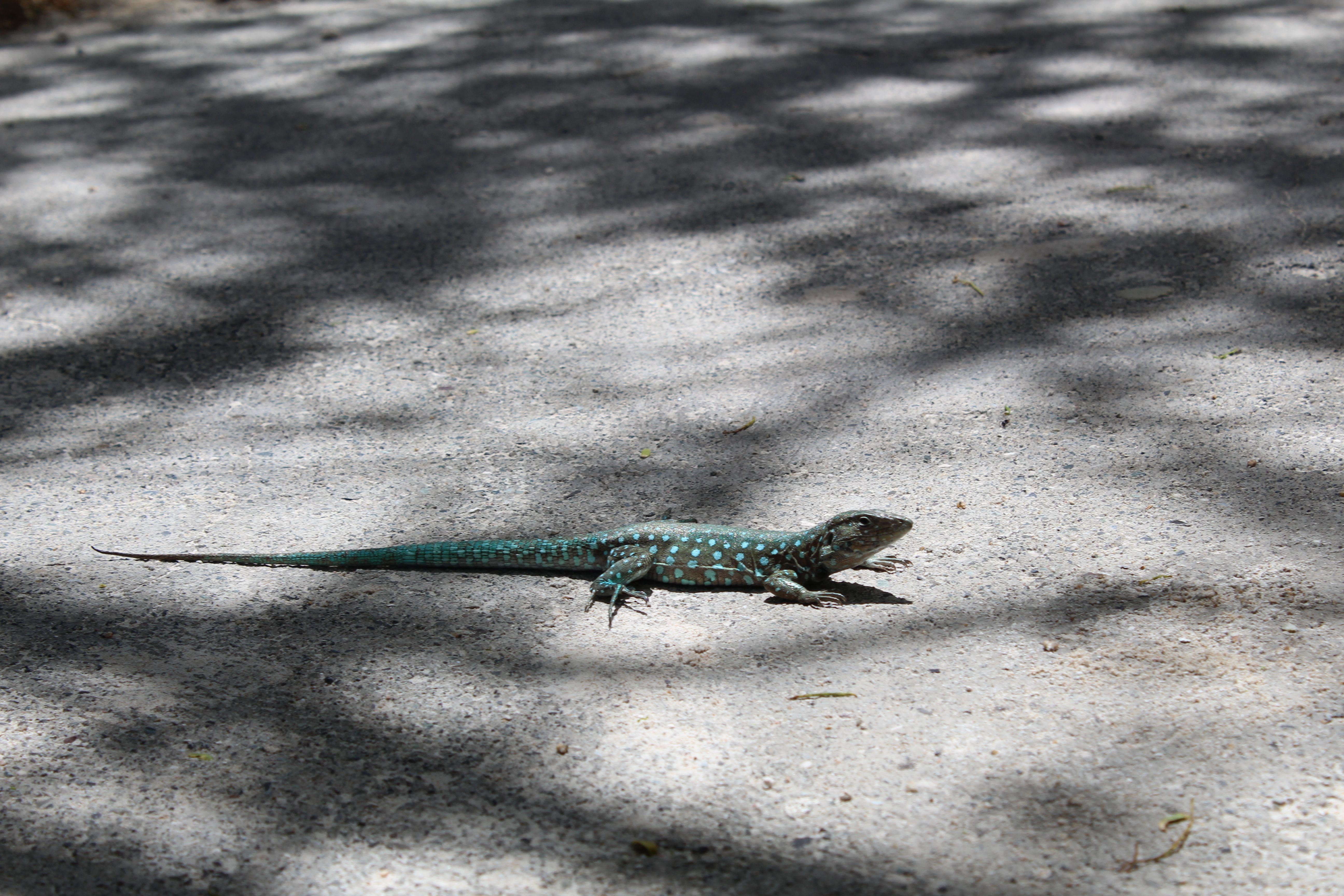 A vibrant blue lizard with white spots basks on a shaded asphalt road in Aruba.