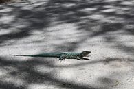 A vibrant blue lizard with white spots basks on a shaded asphalt road in Aruba.