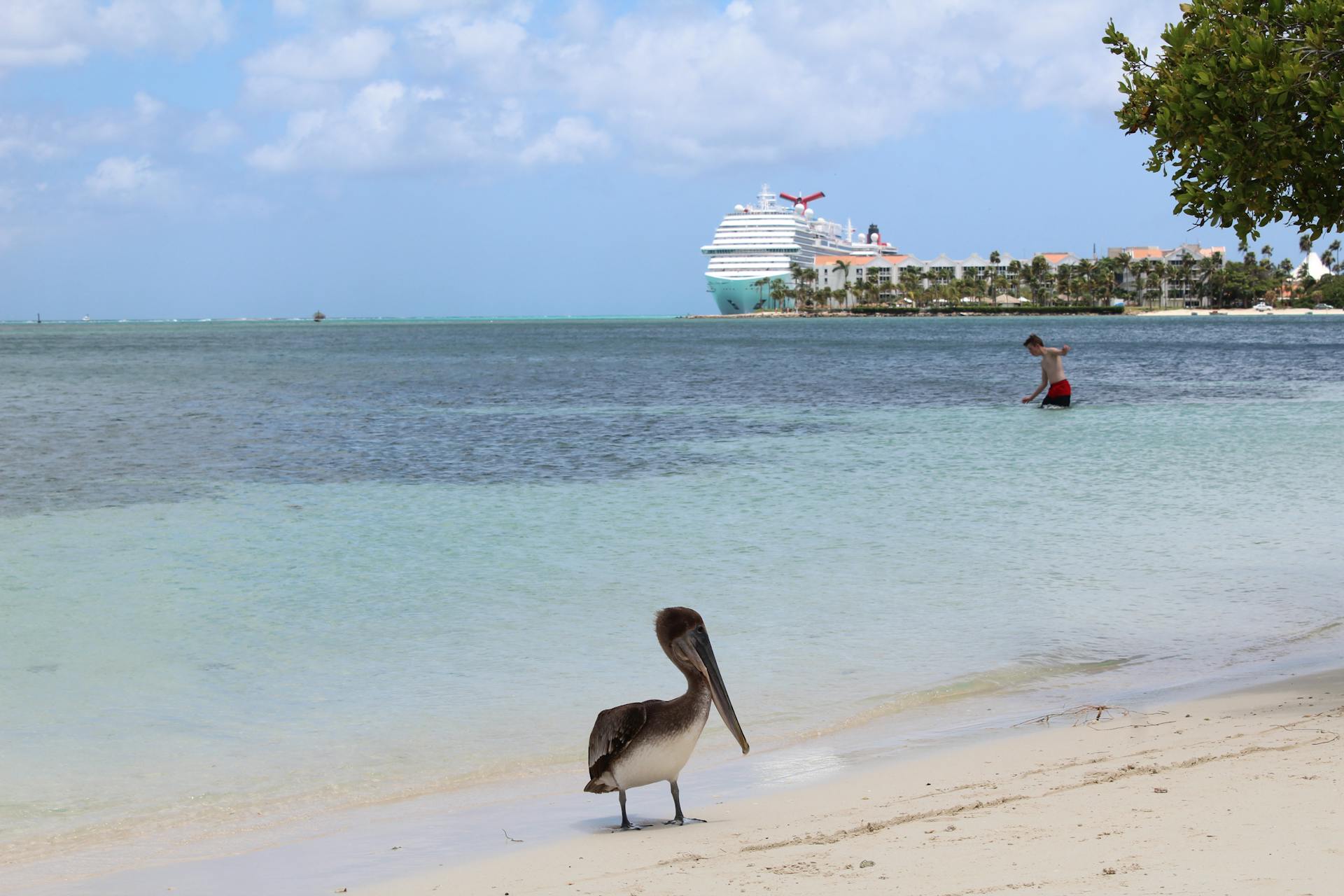 A pelican on the sandy beach of Aruba with a cruise ship and swimmer in the background. Perfect tropical getaway scene.