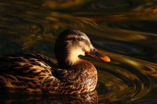 бесплатная Бесплатное стоковое фото с водная рябь, водоплавающая птица, дикая утка Стоковое фото