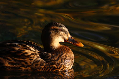 Foto d'estoc gratuïta de ànec, animal, au