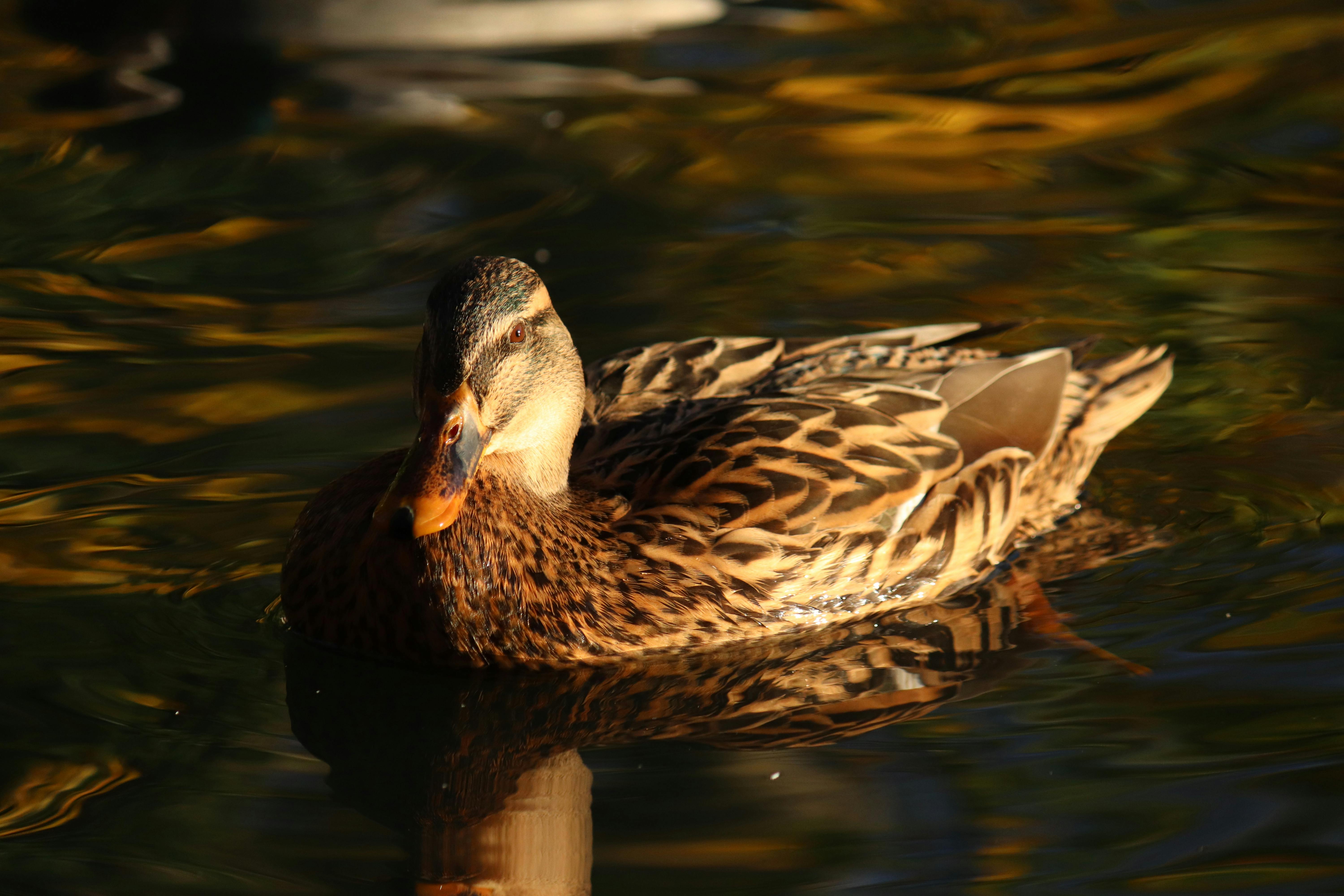 Beige Black Mandarin Duck on Red Waters during Daytime · Free Stock Photo