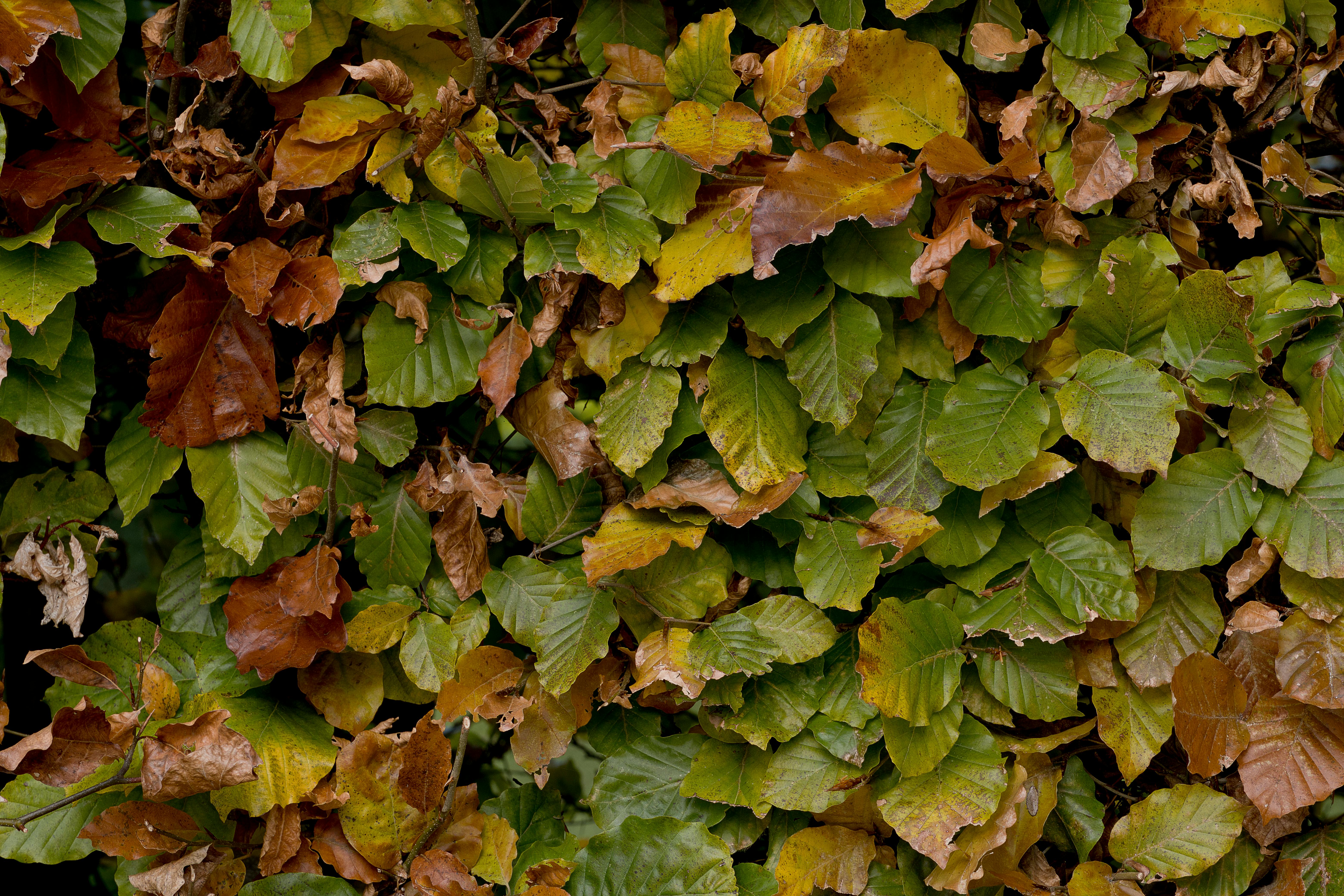 A close-up view of colorful autumn leaves creating a rich natural texture.