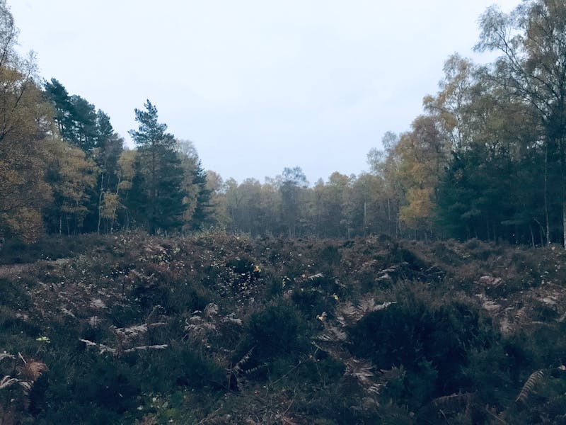 Protector de colchón premium