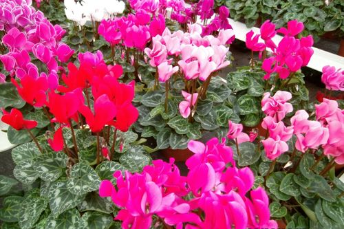 Free stock photo of flower wallpaper Stock Photo