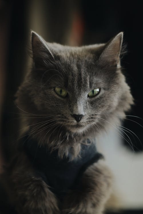 Adorable gray Nebelung cat with green eyes sitting on floor in room and looking at camera