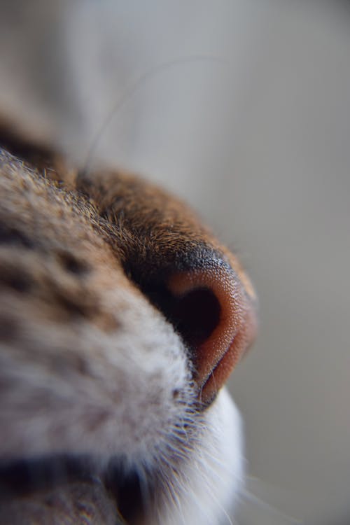 Free stock photo of animal, cat, cats nose
