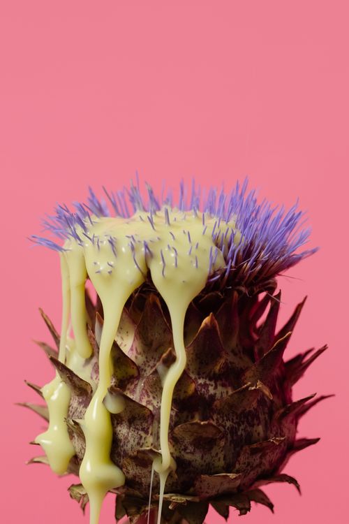 Free Close-up of an artichoke flower with dripping slime against a pink background. Stock Photo