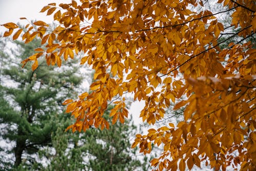 Free From below of tree branches with bright golden autumn leaves growing in forest near firs Stock Photo